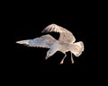 Big Seagull flying swooped down to eat bread Royalty Free Stock Photo