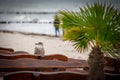 Big seagull sits on the back of a brown wooden bench on the beach Royalty Free Stock Photo