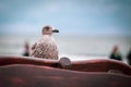 Big seagull sits on the back of a brown wooden bench on the beach Royalty Free Stock Photo