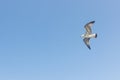 Big seagull in sky. Open wings with feathers Royalty Free Stock Photo