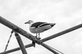 Big Seagull standing over metal pipes. Punta del Este, Uruguay. Royalty Free Stock Photo