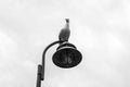 Big seagull standing over a street light spot. Royalty Free Stock Photo