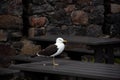 A big seagull is standing on a picknick table Royalty Free Stock Photo