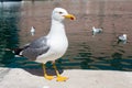 Big seagull standing on the stone border in the harbor on island in Croatia Royalty Free Stock Photo