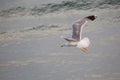 Seagull with wide wings flies free over the ocean