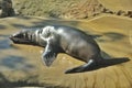 Big seal relaxing Royalty Free Stock Photo