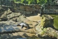 Relaxed seal Royalty Free Stock Photo