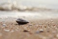 Seashell on the beach