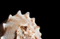 Big seashell close-up on a black background. Copy space Royalty Free Stock Photo