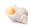 Big seashell in close-up Royalty Free Stock Photo