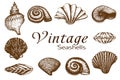 Big seashell collection. vintage Hand drawn Set of various beautiful engraved mollusk marine shells isolated on white Royalty Free Stock Photo
