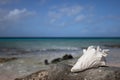 Big seashell on the coral beach on the seascape background. Summer holidays concept.