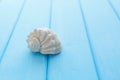 Big seashell lying on a wooden background Royalty Free Stock Photo