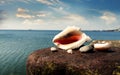 big seashell on rock stone at sea on front blue sky summr sunny day Royalty Free Stock Photo