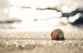 seashell on the sand on the beach in the back-light of sunset, background, close up Royalty Free Stock Photo