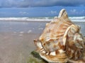 Big seashell on the sand by the sea Royalty Free Stock Photo