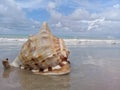 Big seashell on the sand by the sea Royalty Free Stock Photo