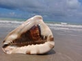 Big seashell on the sand by the sea Royalty Free Stock Photo