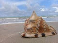 Big seashell on the sand by the sea Royalty Free Stock Photo