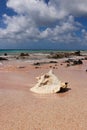 Big seashell on a seascape. Shell on pink tropical sand