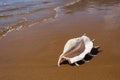 Big seashell spider conch lambis truncata on the beach