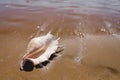 Big seashell spider conch lambis truncata on the beach