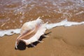 Big seashell spider conch lambis truncata on the beach