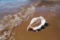 Big seashell spider conch lambis truncata on the beach