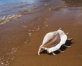 Big seashell spider conch lambis truncata on the beach