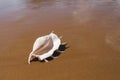 Big seashell spider conch lambis truncata on the beach Royalty Free Stock Photo
