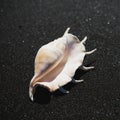 Big seashell spider conch lambis truncata on black sand coast Royalty Free Stock Photo