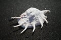 Big seashell spider conch lambis truncata on black sand coast