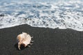 Big seashell spider conch lambis truncata on black sand shore Royalty Free Stock Photo