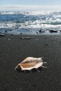 Big seashell spider conch lambis truncata on black sand shore