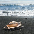 Big seashell spider conch lambis truncata on black sand shore Royalty Free Stock Photo