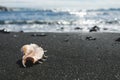 Big seashell spider conch lambis truncata on black sand shore Royalty Free Stock Photo