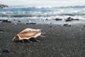 Big seashell spider conch lambis truncata on black sand shore