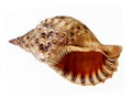 Big seashell talking Royalty Free Stock Photo