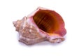 Big seashell Royalty Free Stock Photo