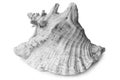 Big seashell Royalty Free Stock Photo