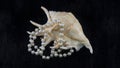 Big seashell with white pearl necklace on fur background Royalty Free Stock Photo