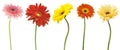 Big Selection of Colorful Gerbera flower Gerbera jamesonii Isolated on White Background. Various red, yellow, orange, pink
