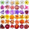 Big Selection of Various Flowers