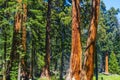 Big sequoia trees in Sequoia Royalty Free Stock Photo