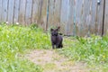 Big serious black cat in a collar