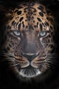 Big serious muzzle of a leopard close-up , strength and brutality