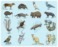 Big set of australian and new zealand symbols, animal engraved, hand drawn vector , vintage drawing tasmanian wolf, kea