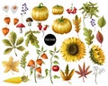 Big set of autumn leaves, fruits, berries and vegetables. Vector illustration.