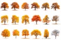 Big set of autumn trees with yellow, fallen and red leaves isolated on a white or transparent background. Trees with Royalty Free Stock Photo