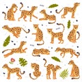 Big set of baby leopards. Cute wild predator jungle animals in different poses cartoon vector illustration Royalty Free Stock Photo